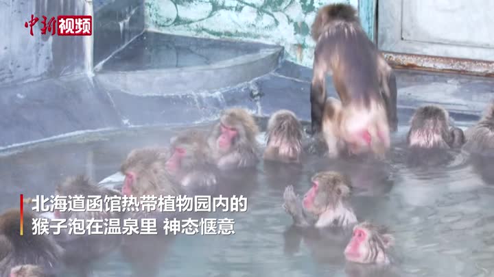 日本北海道猴子集体沐浴温泉