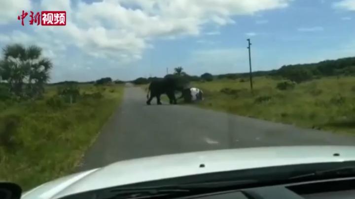 南非一头大象撞上一辆汽车 将其掀翻