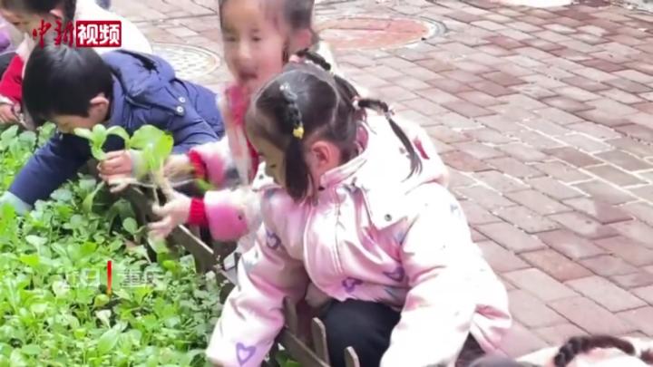 重庆幼儿园团年吃火锅 食材还是自己种的