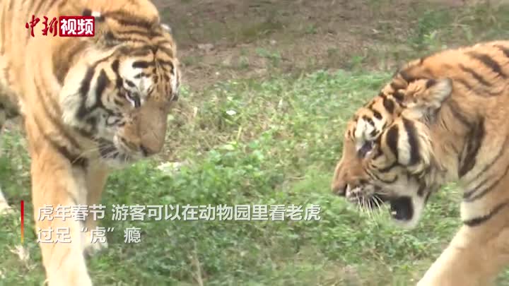 深圳野生动物园11只东北虎亮相迎接虎年
