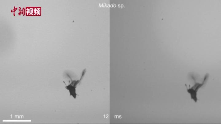 国际最新研究揭开最小昆虫缨甲快速飞行之谜