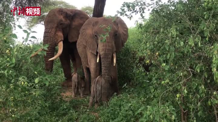 罕见！肯尼亚一大象产下双胞胎