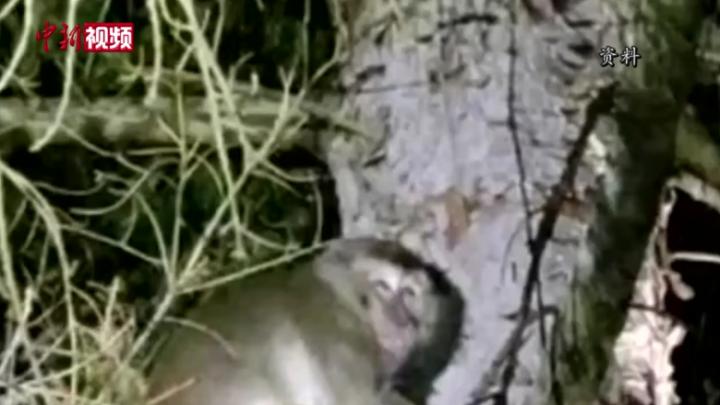 美国实验室猴子遇车祸出逃 被捕后3只被实施安乐死
