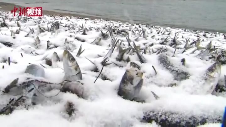 北海道沿岸现大量死鱼 网民：像“仰望星空派”