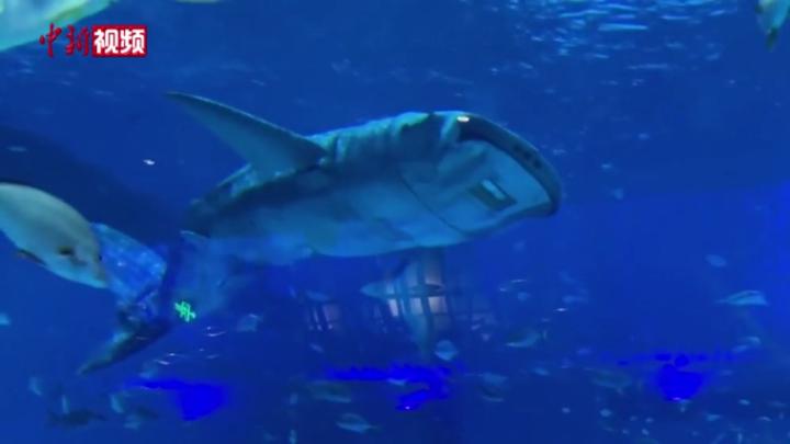 世界首个仿生鲸鲨亮相上海 可下潜至最深10米