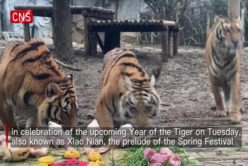 Families have reunion dinner with tigers