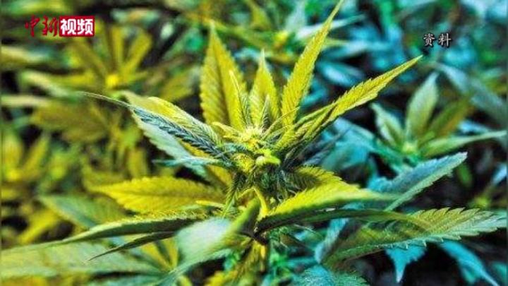 泰国将成为亚洲首个大麻合法化的国家