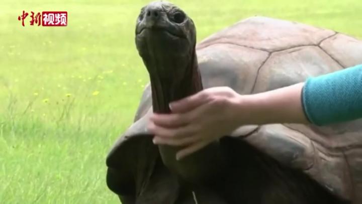世界最长寿乌龟将迎190岁生日