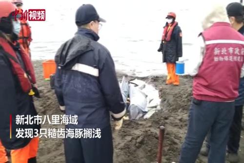 台湾发生多起海豚搁浅