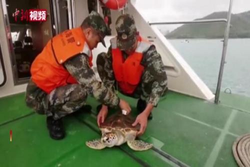 绿海龟“迷路” 三亚海警送“回家”
