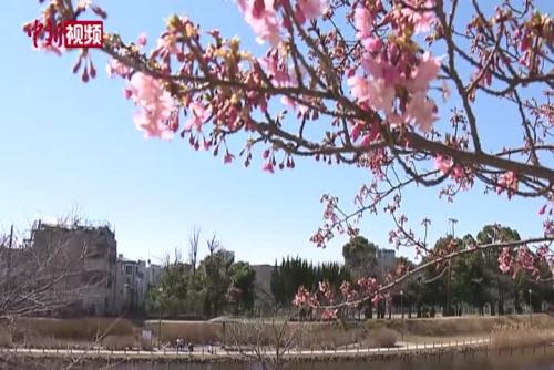 日本樱花开放时间预计与往年持平