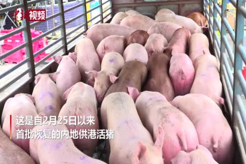 香港全面恢复内地活猪供港