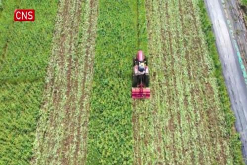 Unmanned technology assists spring ploughing in Guangzhou  