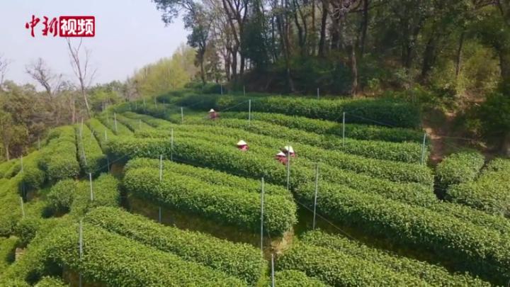 西湖龍井春茶開采 受疫情影響價格略有漲幅