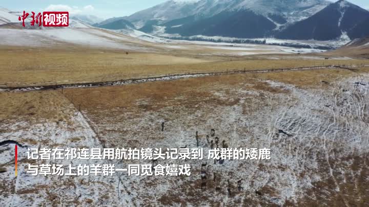 祁連山國家公園青海片區：矮鹿羊群一同覓食嬉戲