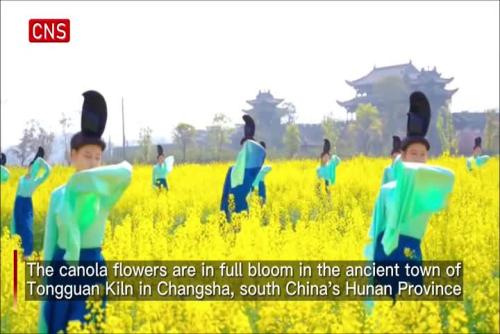 Chinese girls dance in sea of golden flowers