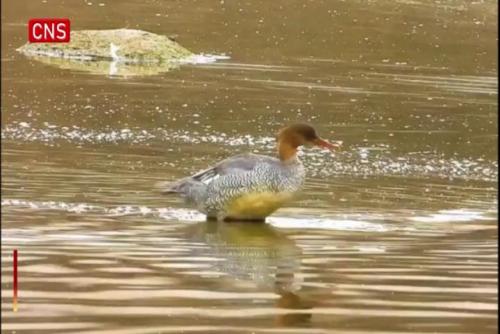 Endangered duck spotted in NW China