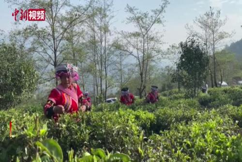 云南鳳慶50余萬畝茶園迎春開采