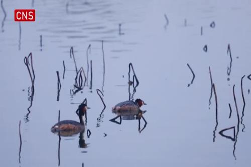  Great crested grebes spotted in Hebei