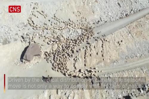 Xinjiang herdsmen transfer livestock to spring pastures