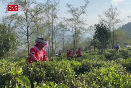 Yunnan Spring tea harvest in full swing