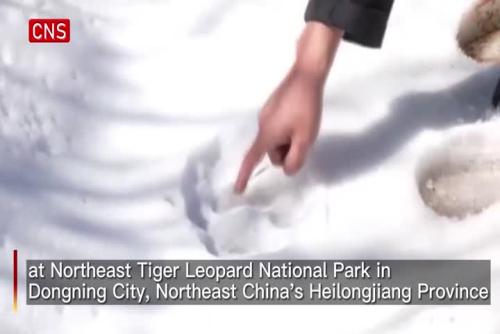 Footprints of wild Siberian tiger spotted in NE China's Heilongjiang