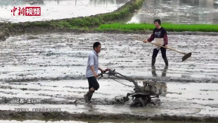 广西梧州开启春季水稻耕作