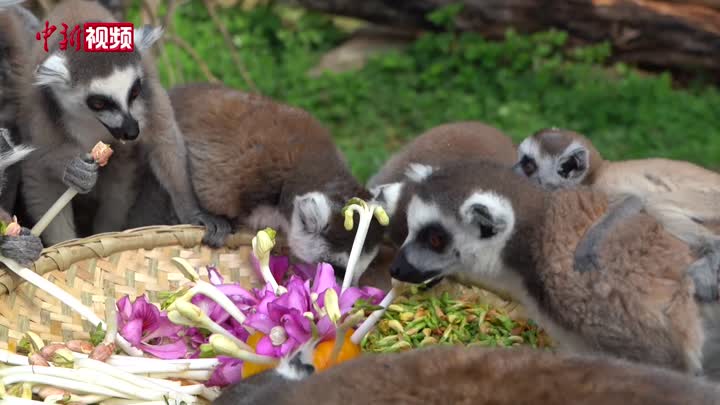 动物园小动物享受云南“鲜花宴”