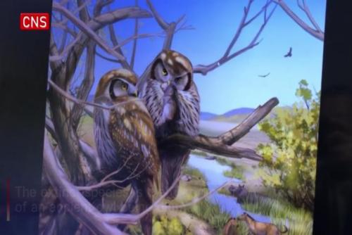 Fossil of daytime active owl 6 million years ago found in NW China