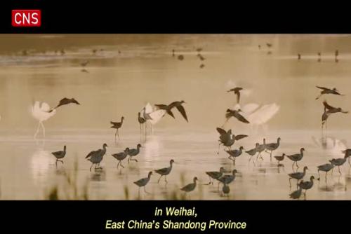 Rare birds spotted in East China's Shandong