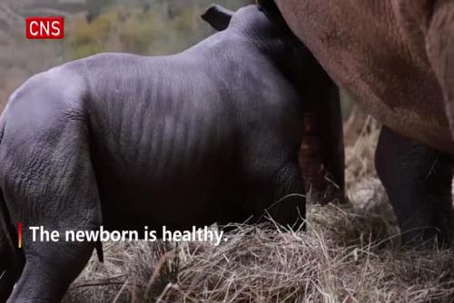  Baby white rhino born at Chimelong Safari Park in Guangzhou