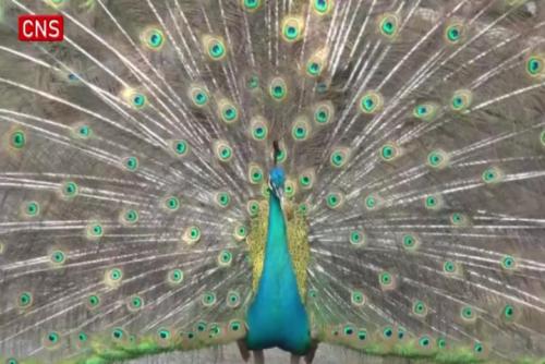 Peacocks try to impress partners with mating dance at Chongqing zoo