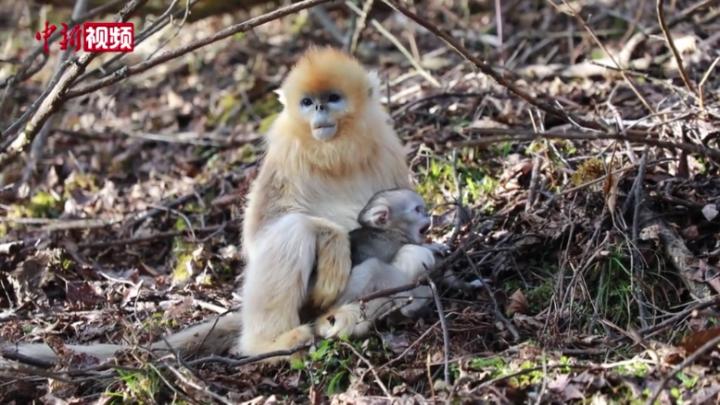 湖北神農架金絲猴保護基地10天產7“萌寶”