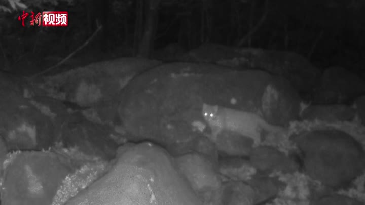 廬山國家級自然保護區紅外相機拍到豹貓行蹤