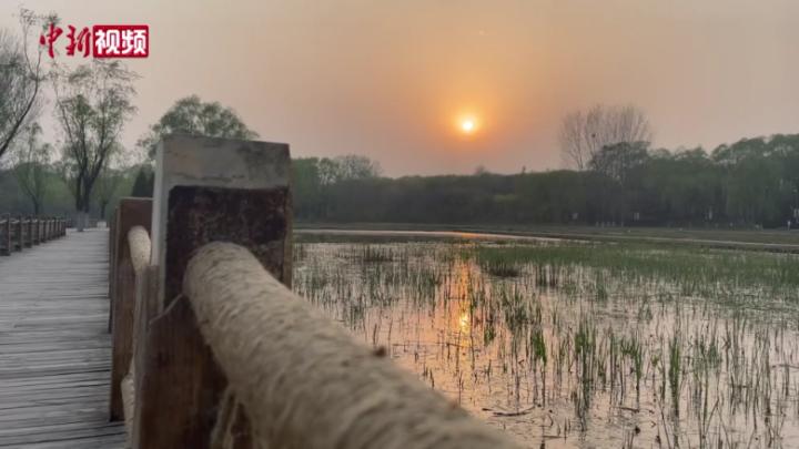 北京奧森公園蛙聲一片 民眾：感受到北京環境的變化