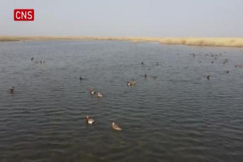 Thousands of migratory birds return to Bosten Lake