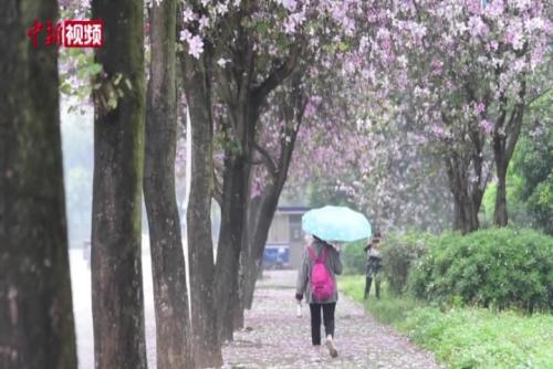 广西柳州下起“紫荆花雨” 