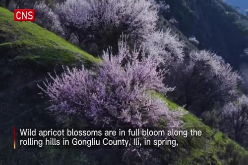 Wild apricot blossoms in full bloom on rolling hills in Xinjiang