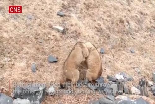 Two marmots seen fighting in grassland in Qinghai