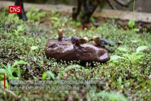 Chinese crocodile lizard gives birth to record-breaking 14 babies