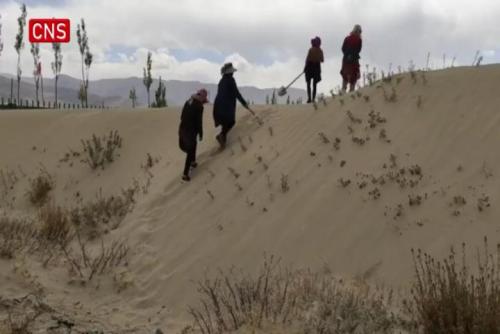 Tibetan famers, herdsmen plant trees to build ecological corridor