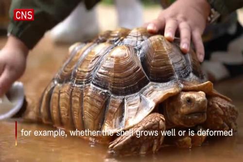 Tortoises enjoy massage at SW China's Yunnan Safari Park