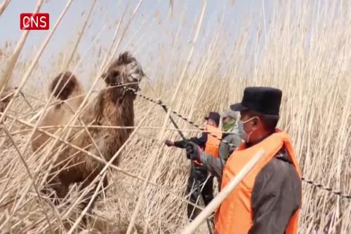 50 camels rescued in north China's Inner Mongolia