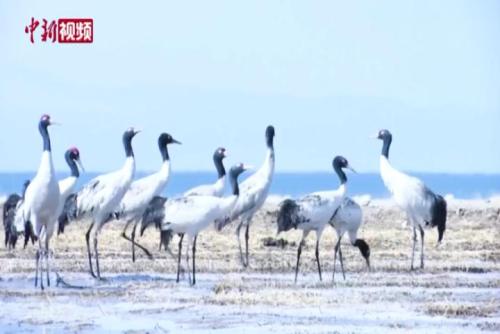 黑頸鶴種群“舞動”青海湖畔