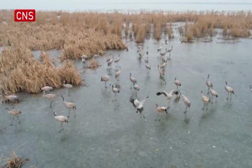 Hengshui Lake in Hebei welcomes over 70 species of migratory birds