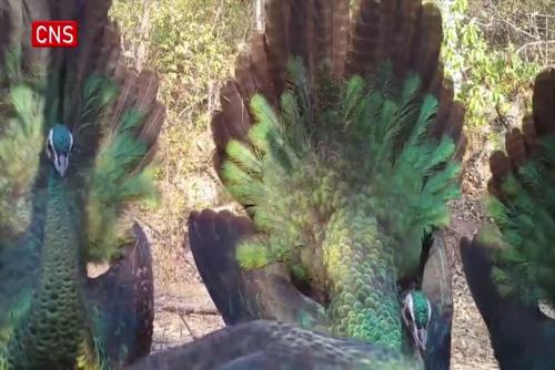 Green peafowl spreading tails recorded at Yunnan nature reserve