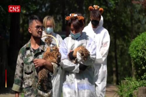 Tiger quadruplets in Yunnan get ready to charm public