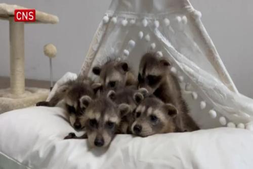 Rare raccoon sextuplets born in Wuhan
