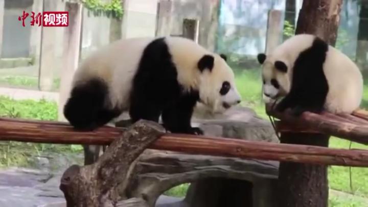 重慶雙胞胎大熊貓寶寶看牙醫