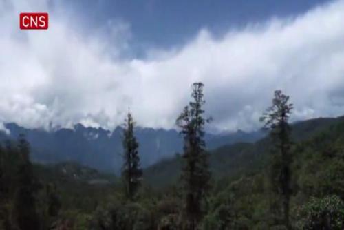 King of trees in Chinese mainland found in Tibet  